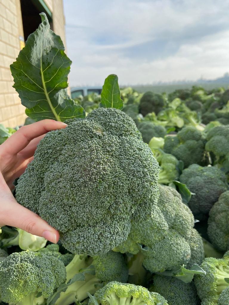 Brocoli Granel