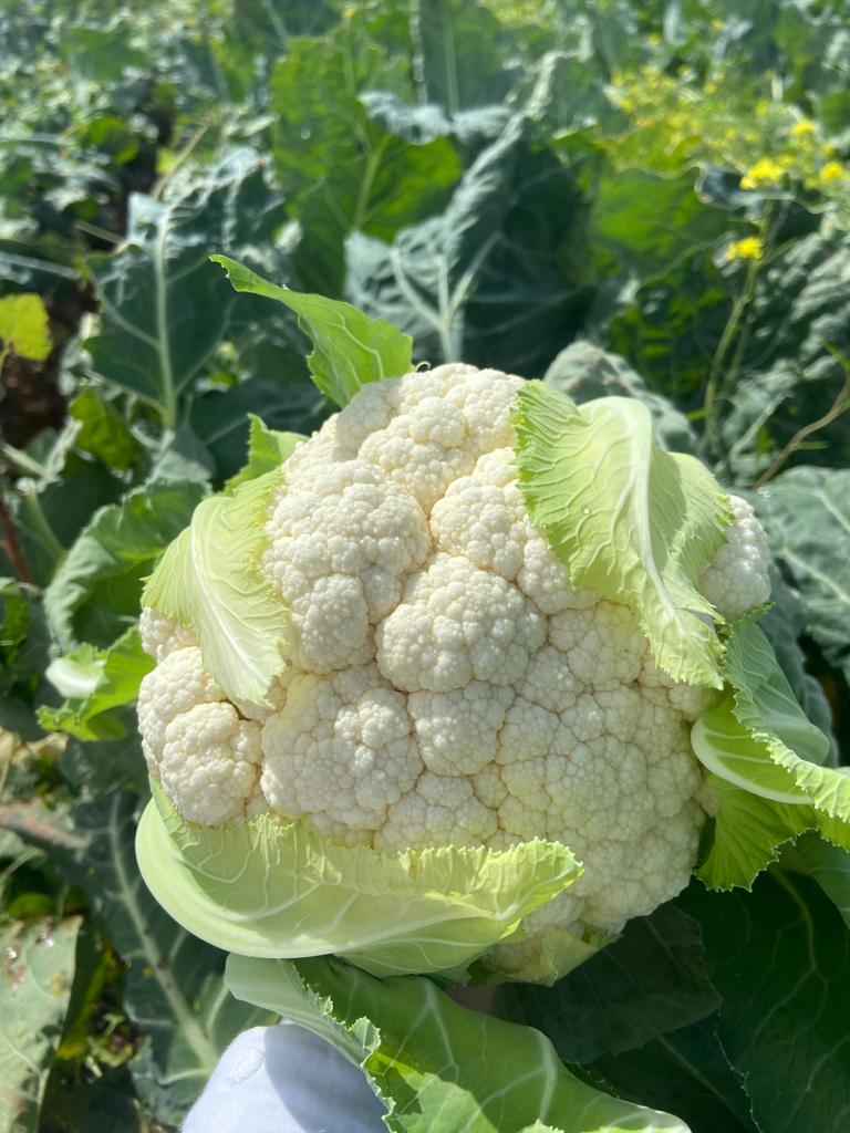 Coliflor Fresca